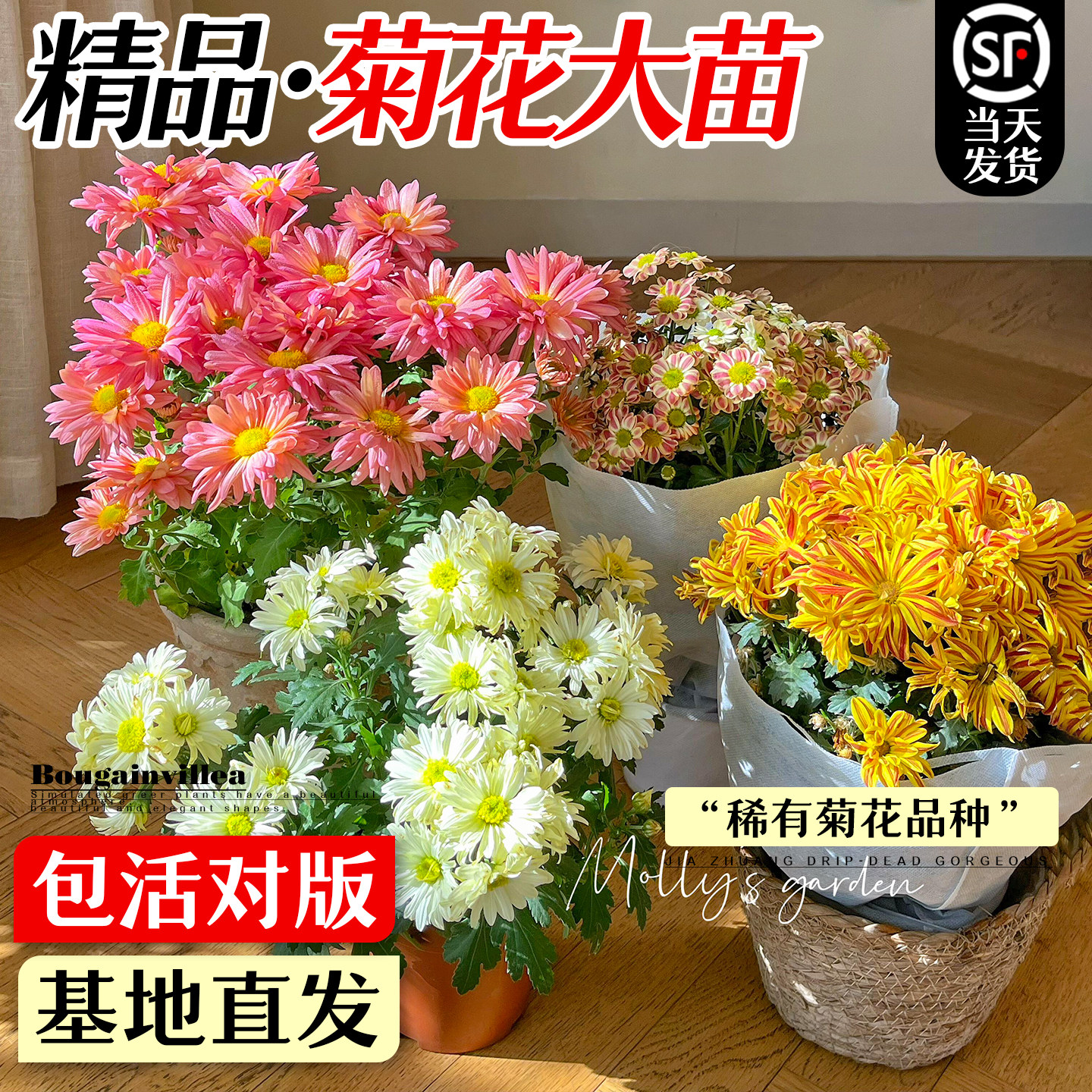 国华大菊花苗盆栽带花苞四季开花图片