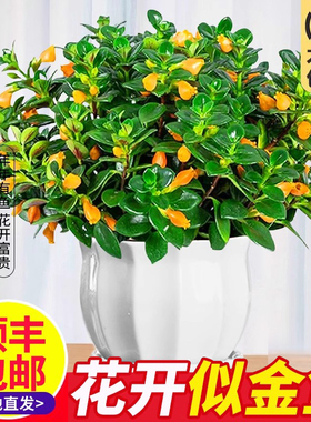 新品金鱼吊兰盆栽带花苞室内阳台秋冬好养活四季耐寒开花卉绿植物