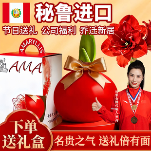 蜡封朱顶红带花苞进口重瓣开业过节送礼封蜡种球室内好养年宵花卉