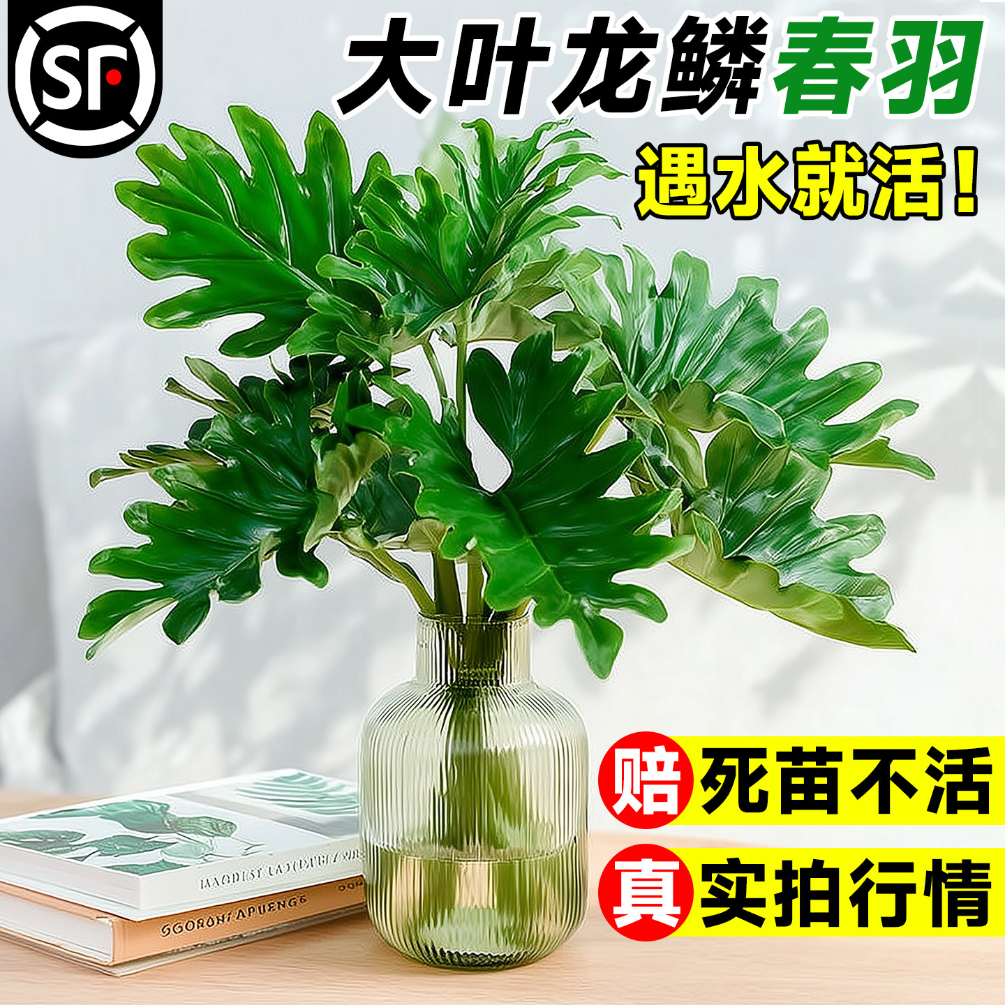 龙鳞春羽桌面水培植物办公室绿植高级感客厅玄关卧室盆栽四季好养