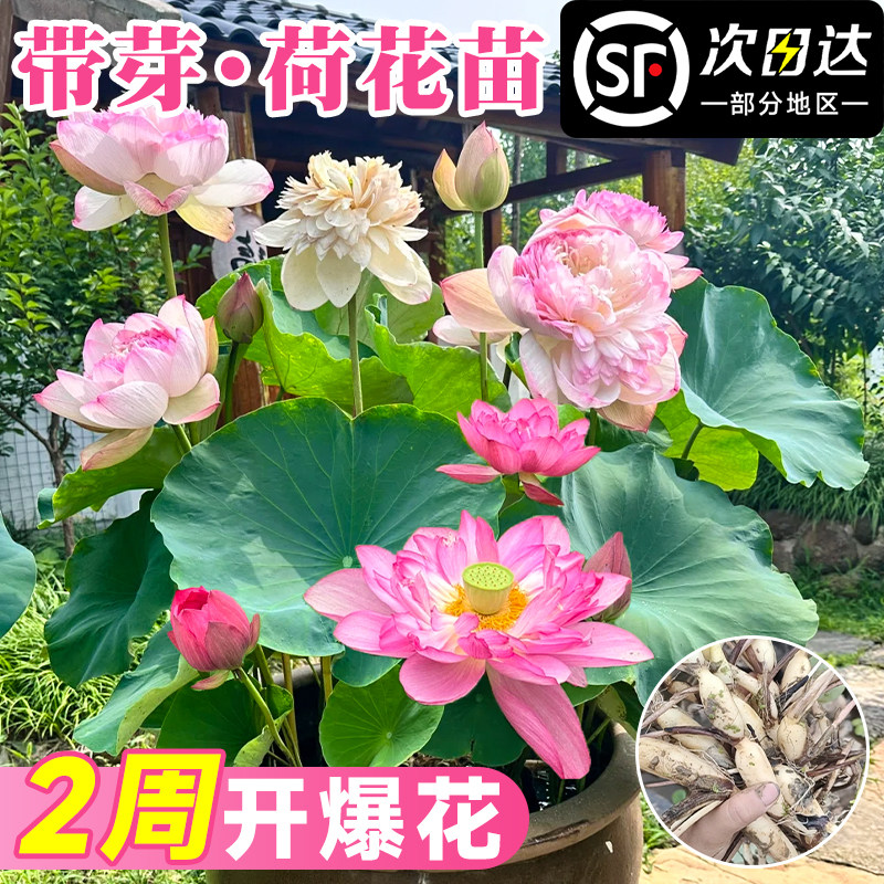 观赏荷花藕种盆栽水养食用莲花苗碗莲睡莲花卉种籽子水培池塘植物