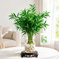 Mosquito-repellent bamboo and cypress hydroponic plants, large water-cultivated green plants on office desks, indoor and bedroom bamboo potted plants, evergreen all year round thumbnail 4
