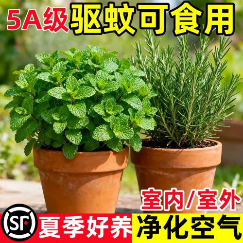 【驱蚊神器】天然植物安全有效