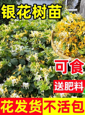 可食用金银花树苗浓香四季开