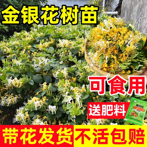 可食用金银花树苗浓香四季开