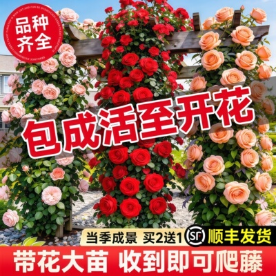 【1米6大苗】蔷薇花苗爬藤月季