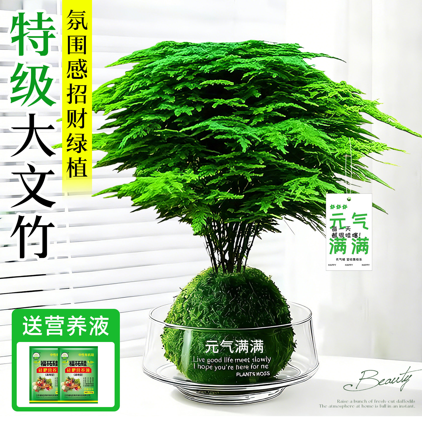 文竹盆栽室内水培绿植物发财树富贵竹花卉办公室内摆件桌面苔藓球