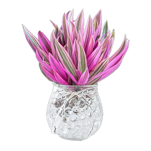 油画婚礼水培植物紫露兰盆栽花卉植物室内花水养吊兰多肉四季好养