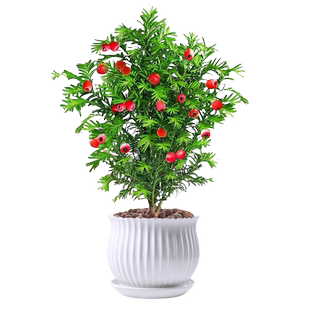 红豆杉盆栽正宗曼地亚红豆杉树苗老桩室内外阳台庭院净化空气盆景