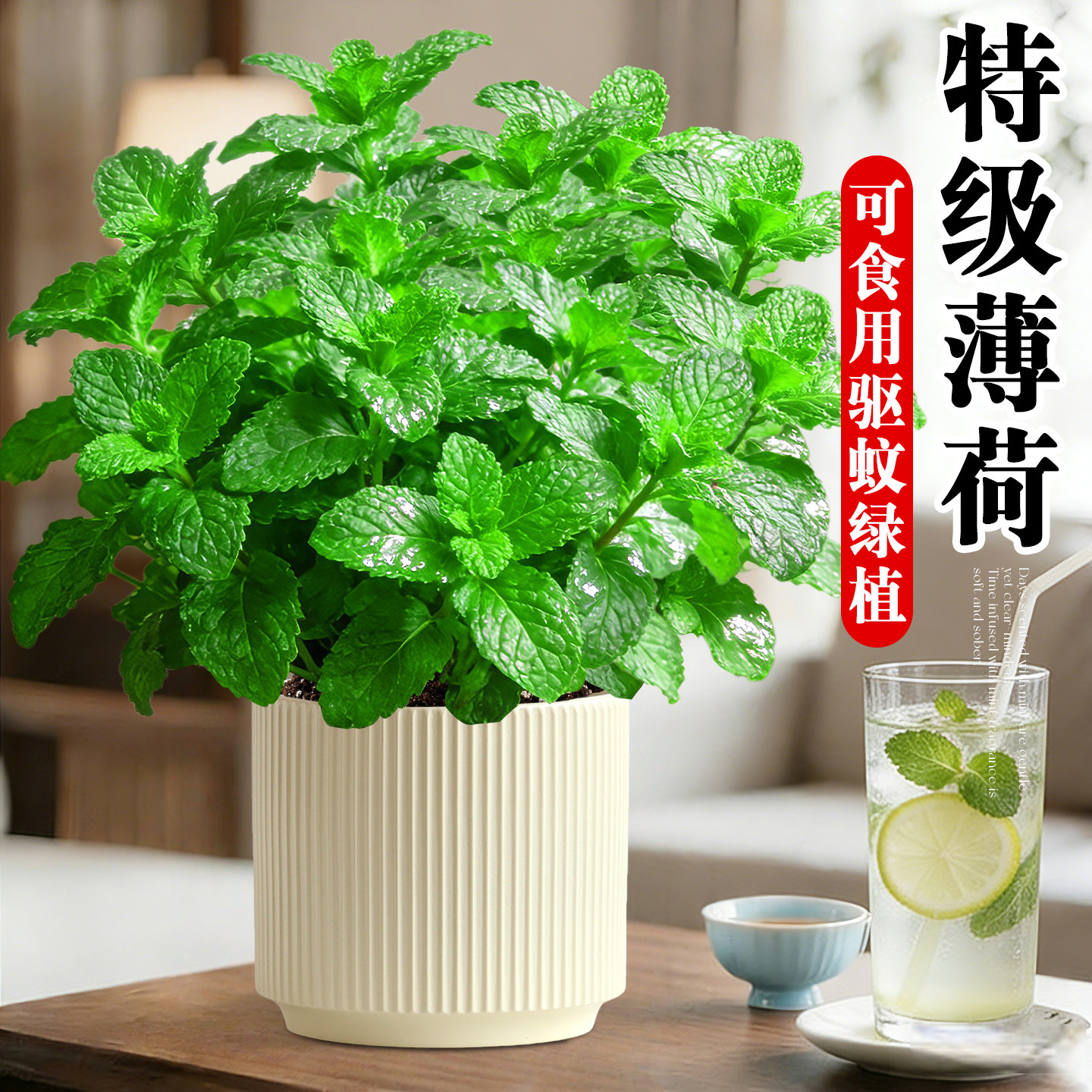 薄荷盆栽可食用水培驱蚊绿植物图片