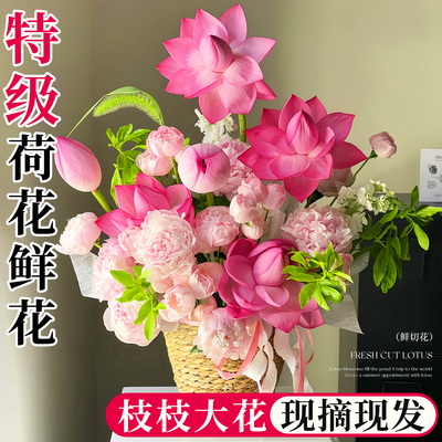 云南基地直发荷花水培鲜切花插花