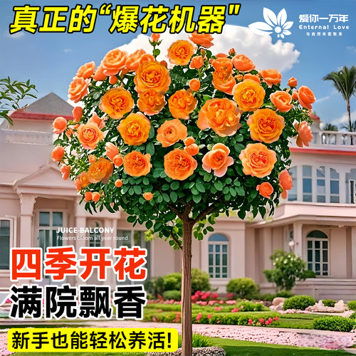 果汁阳台棒棒糖四季开花树桩月季