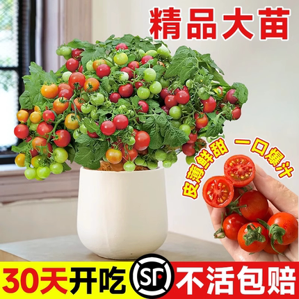 矮生番茄苗秧千禧圣女果小番茄种子西红柿秧苗盆栽种籽菜苗秧果苗