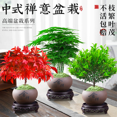 火焰南天竹发财树文竹盆栽室内绿植物禅意摆件客厅旺宅好养活四季