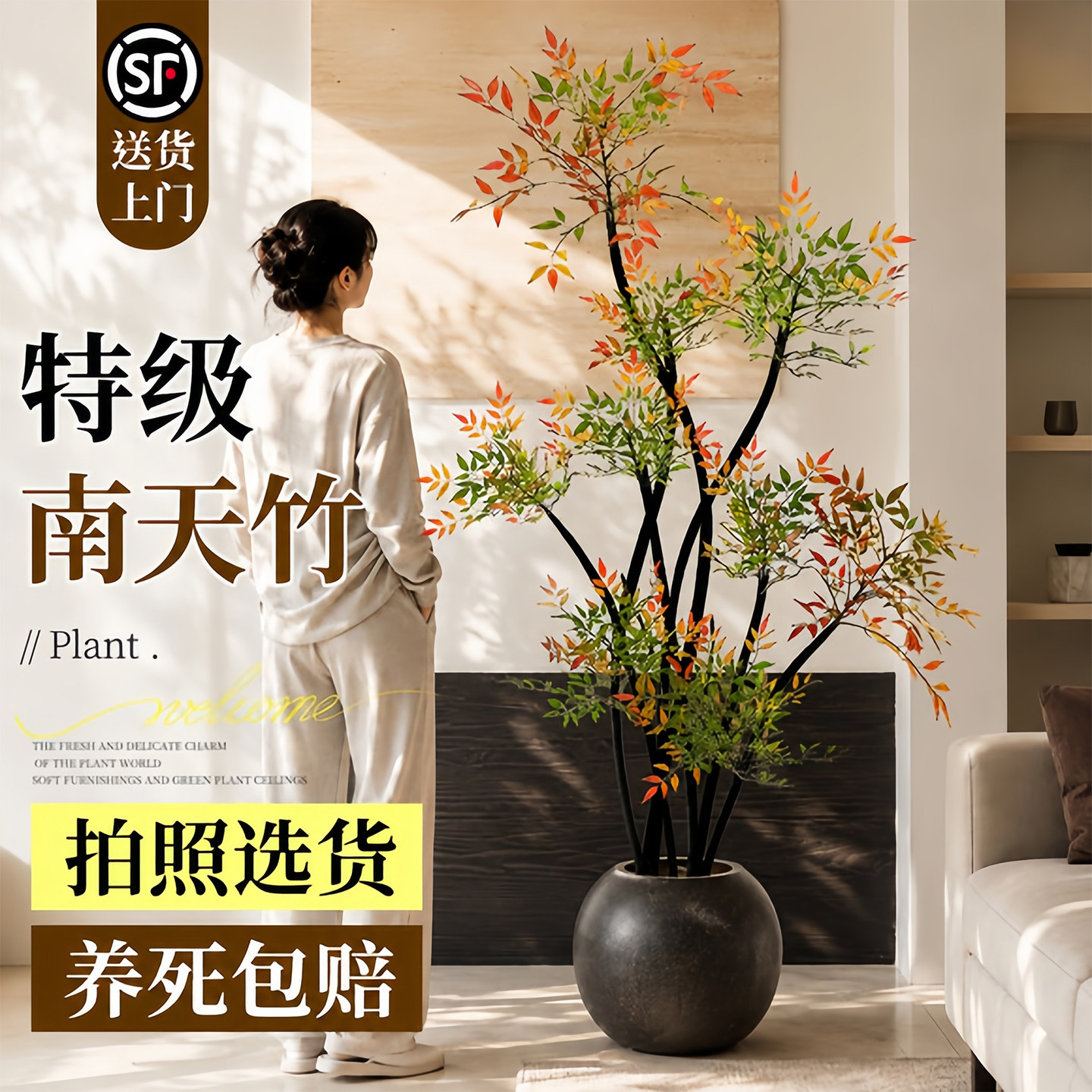 南天竹盆栽真树客厅超大型绿植物竹子办公室内高级感落地好养四季