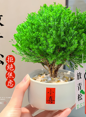 放青松绿植雾松室内小盆栽雾凇办公室桌面放轻松植物摆件四季好养