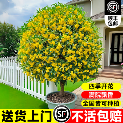 桂花大树苗四季桂花好养花香满屋