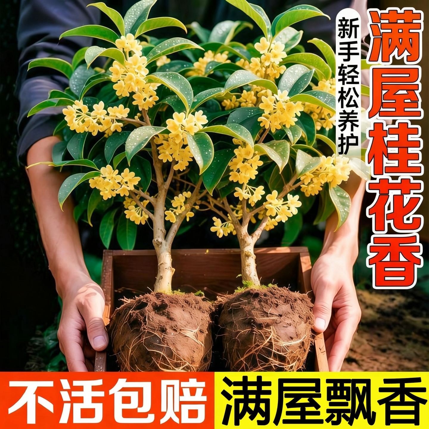 【满屋飘香】桂花树苗四季桂盆栽