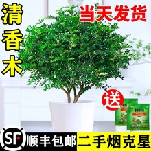 正宗清香胡椒木盆栽花卉室内驱虫驱蚊草绿植物树苗老桩盆景九里香