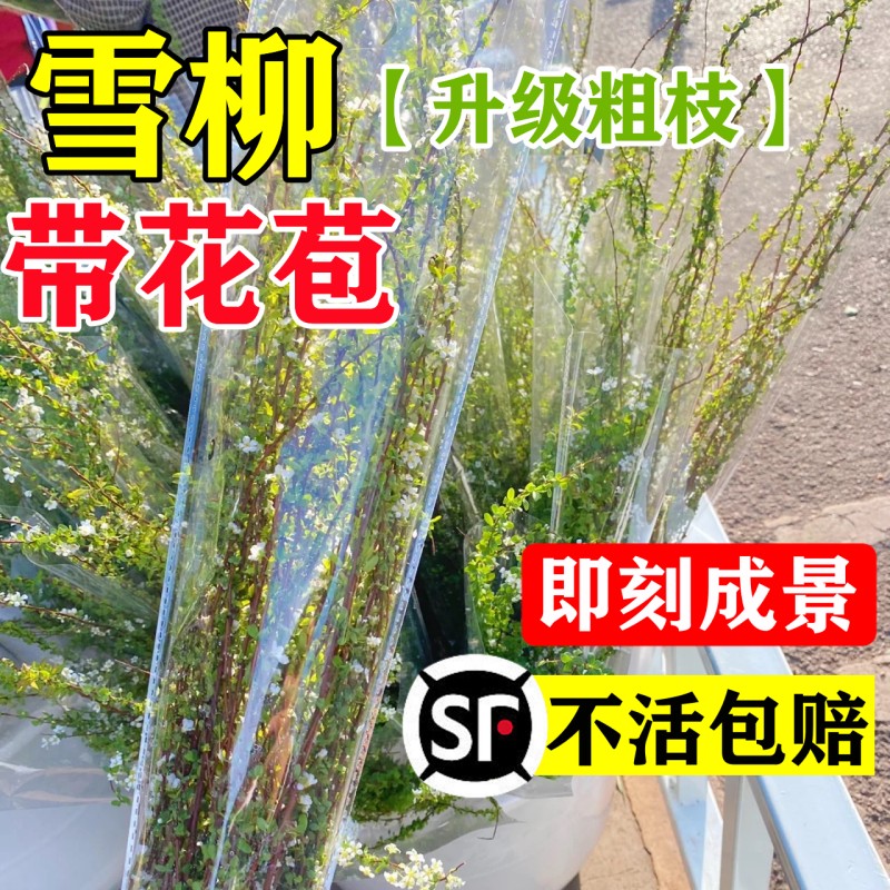 雪柳鲜枝带芽花苞水培植物干枝水养花卉室内插花龙柳干支鲜切云南