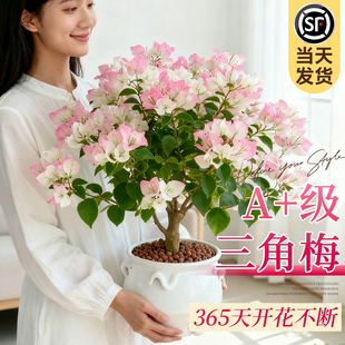 重瓣三角梅四季盆栽老桩带花专用肥绿漳红樱树苗室内阳台开花植物