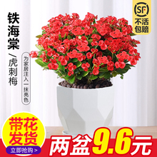 大叶铁海棠盆栽花卉室内盆景绿植四季虎刺梅办公阳台花卉植物开花