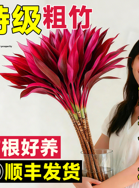 富贵竹水培植物鸿运竹紫竹粗杆带根水养招财竹子客厅室内桌面绿植