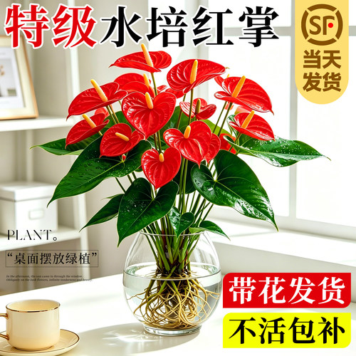 水培植物红掌盆栽养绿红鲜