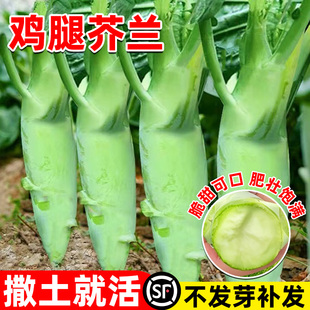 鸡腿芥兰种子芥兰菜种籽潮汕红芥蓝菜籽甜芯绿芥蓝种孑四季蔬菜籽