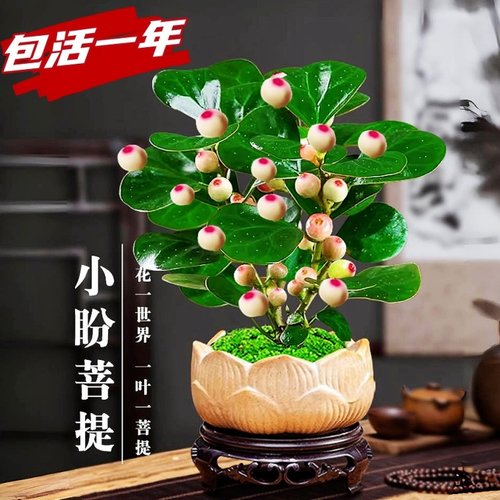 好品特惠！小盼菩提盆栽带果大果