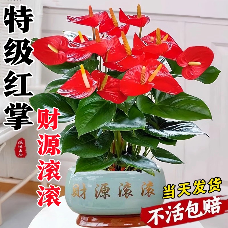 【包活】红掌盆栽带花客厅