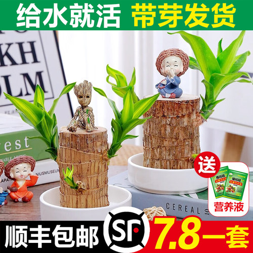 巴西木水养幸运开花绿植室