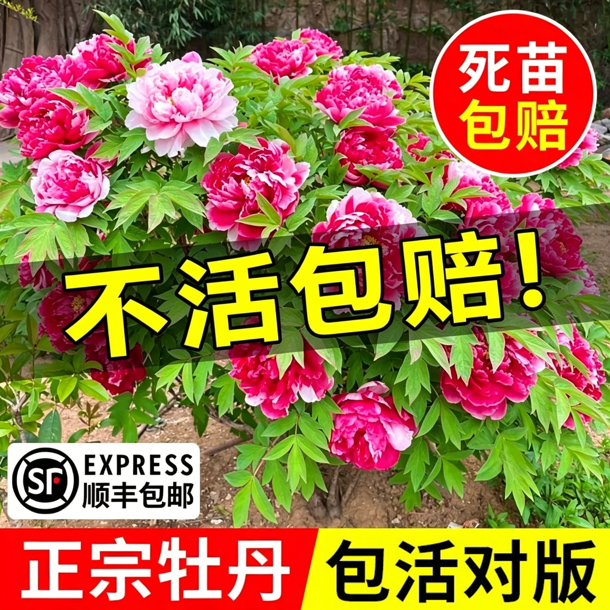 【已售20w+】正宗牡丹花盆栽花卉