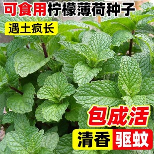 柠檬薄荷种子可食用艾草紫苏驱蚊盆栽易成活猫薄荷阳台庭院四季