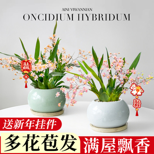 香水文心兰盆栽带花苞梦香兰兰花植物办公室桌面绿植花卉盆景四季