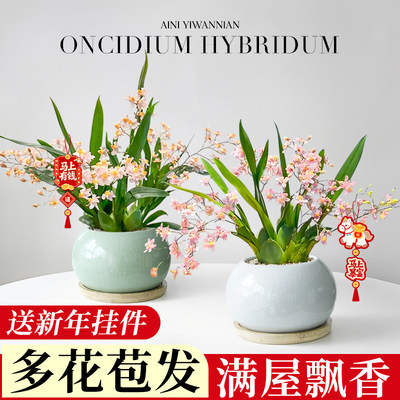 【满屋飘香】文心兰盆栽带花苞