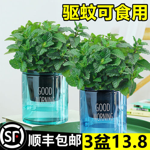 薄荷盆栽可食用驱蚊植物