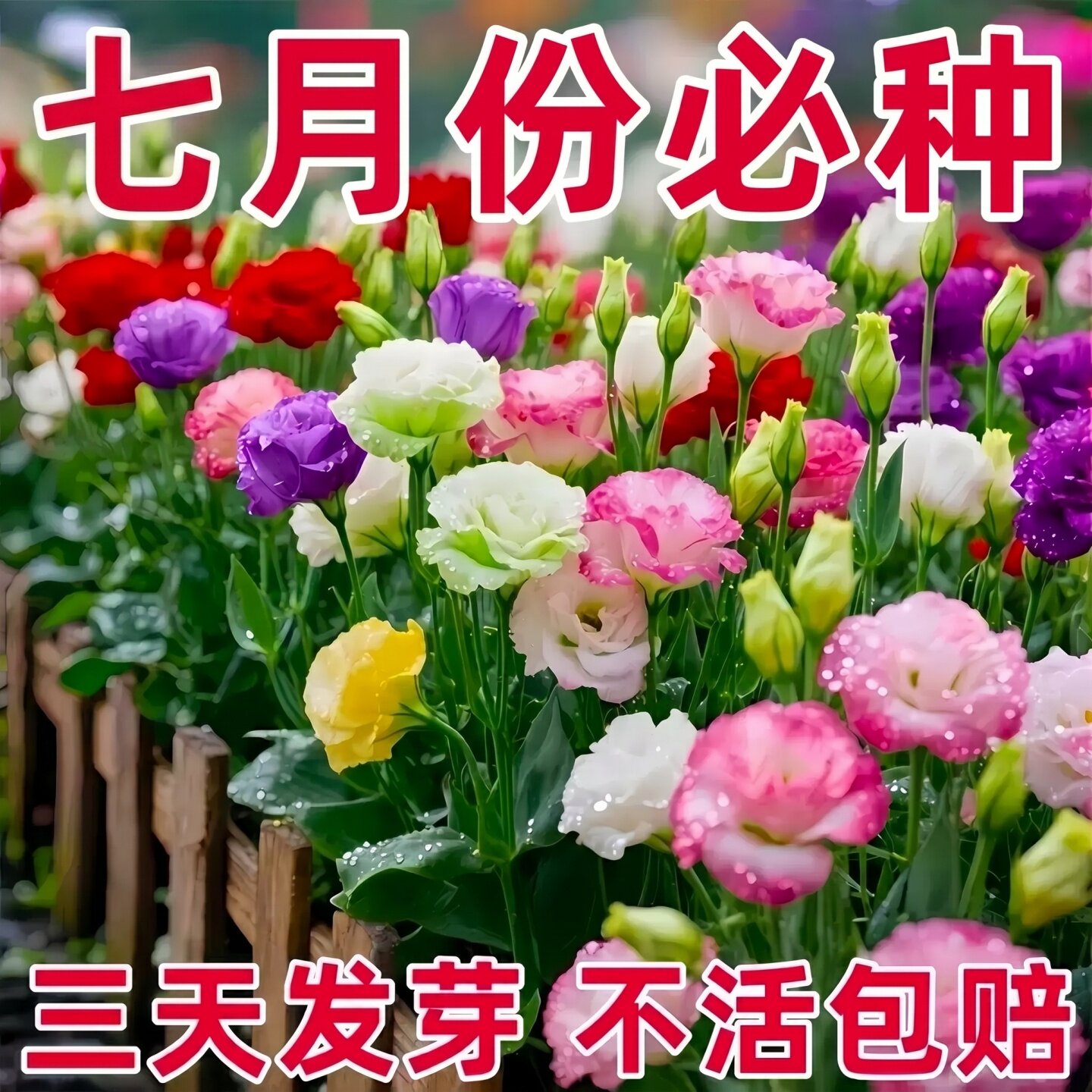 洋桔梗花种子花苗四季种易活室内室外开花种孑盆栽花卉花种籽花籽