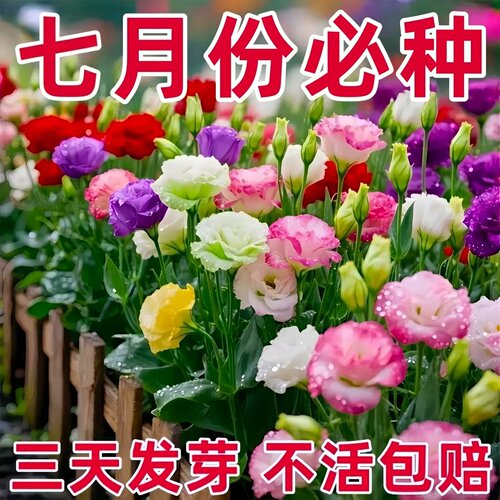 洋桔梗花种子花苗四季种易活室内室外开花种孑盆栽花卉花种籽花籽
