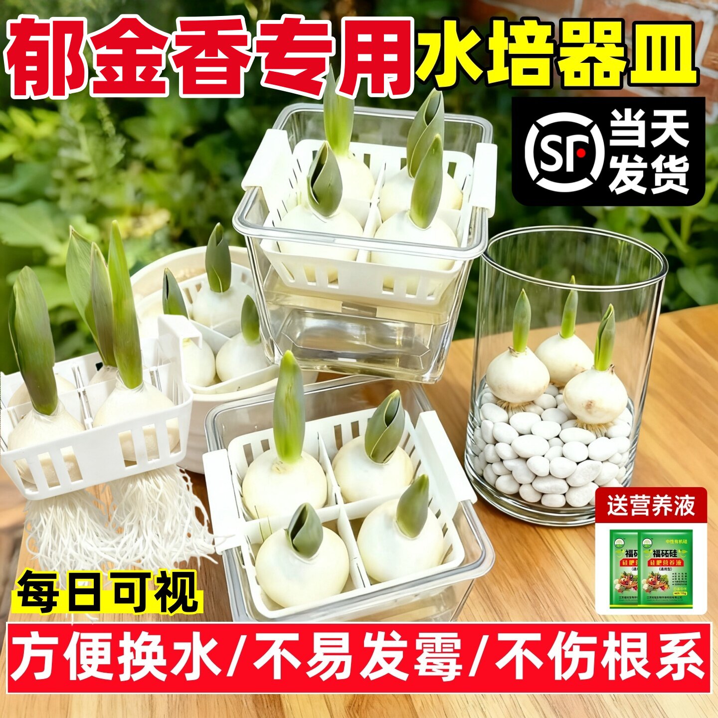 水培郁金香水培器皿花盆花瓶专用盆葡萄风信子水培瓶大水仙花水养