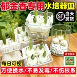 水培郁金香水培器皿花盆花瓶专用盆葡萄风信子水培瓶大水仙花水养