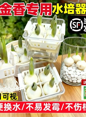 水培郁金香水培器皿花盆花瓶专用盆葡萄风信子水培瓶大水仙花水养