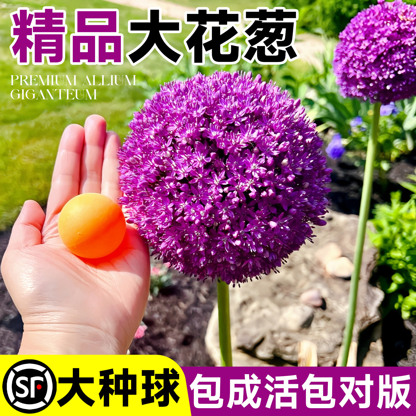 荷兰进口大花葱种球花卉盆栽植物庭院地栽耐旱大葱花球根耐热耐晒