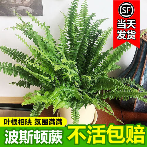 波士顿蕨多年生热带风情植物