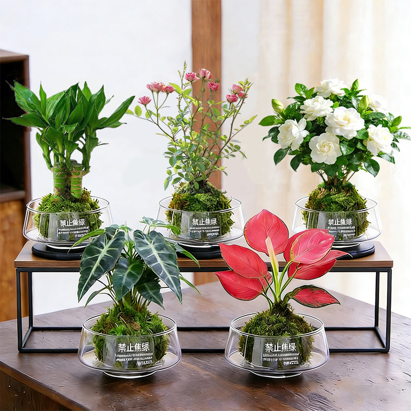 水培植物栀子花盆栽苔藓球姬月季办公室桌面绿植富贵竹室内发财树