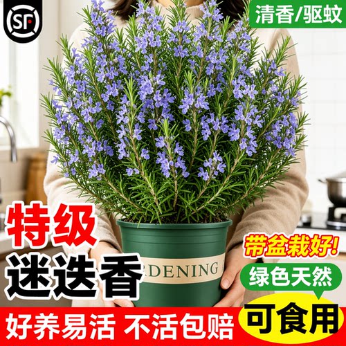 迷迭香盆栽可食用煎牛排大苗薄荷