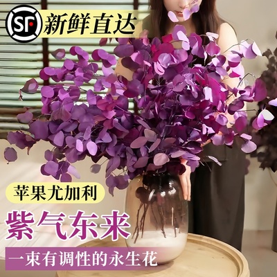 【绝美~~】苹果尤加利叶永生花