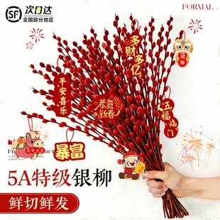 银柳真花鲜枝干花束室客厅摆件年宵花耐寒迎新年花卉水培植物批发