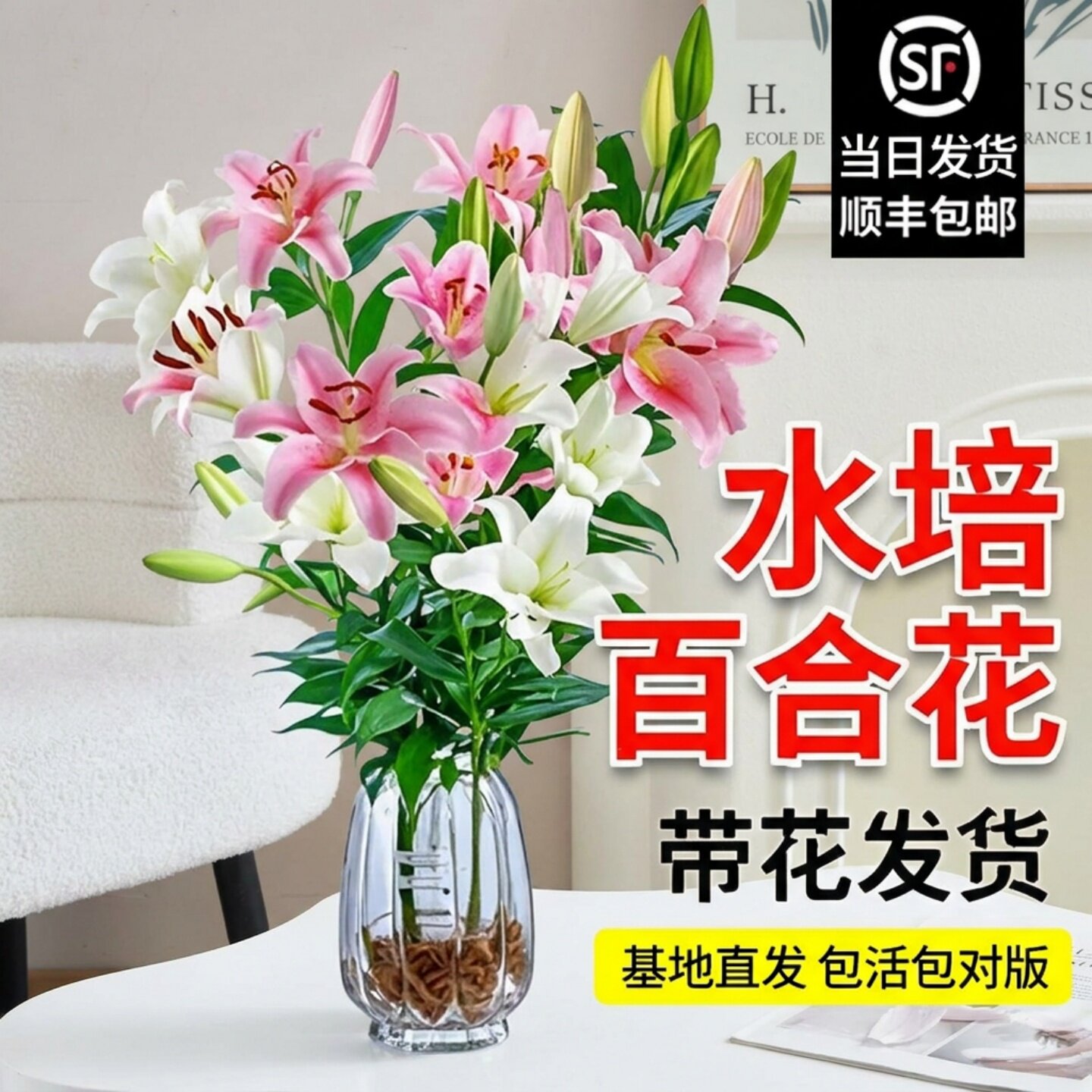 水培植物香水百合花鲜花盆栽带花苞室内好养客厅四季阳台七夕花卉