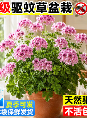 驱蚊草盆栽室内外香叶天竺葵植物